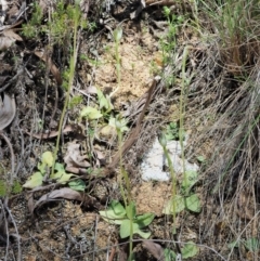 Pterostylis pedunculata at Cotter River, ACT - 2 Oct 2017