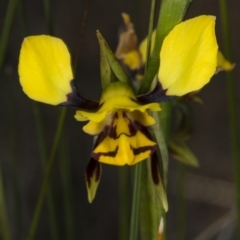 Diuris sulphurea (Tiger Orchid) at Gungahlin, ACT - 2 Nov 2017 by DerekC