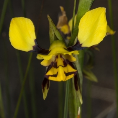 Diuris sulphurea (Tiger Orchid) at Mulligans Flat - 2 Nov 2017 by DerekC