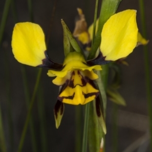 Diuris sulphurea at Gungahlin, ACT - 2 Nov 2017