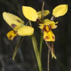 Diuris sulphurea at Gungahlin, ACT - 2 Nov 2017