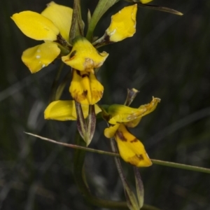 Diuris sulphurea at Gungahlin, ACT - 2 Nov 2017