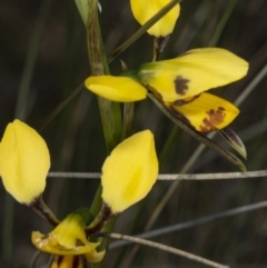 Diuris sulphurea at Gungahlin, ACT - 2 Nov 2017