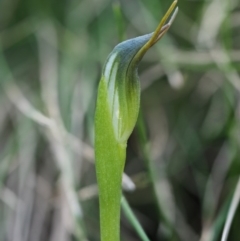Pterostylis pedunculata (Maroonhood) at Cotter River, ACT - 2 Oct 2017 by KenT