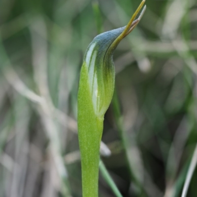 Pterostylis pedunculata (Maroonhood) at Cotter River, ACT - 2 Oct 2017 by KenT