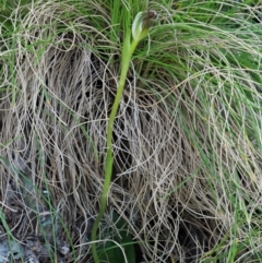 Pterostylis pedunculata at Cotter River, ACT - 2 Oct 2017