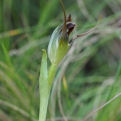 Pterostylis pedunculata at Cotter River, ACT - 2 Oct 2017