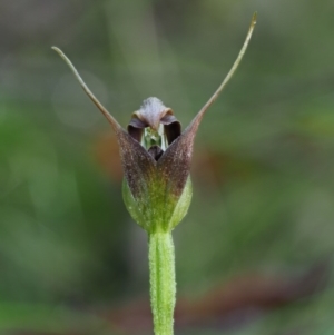 Pterostylis pedunculata at Cotter River, ACT - 21 Oct 2017