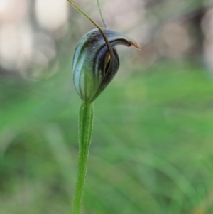 Pterostylis pedunculata at Cotter River, ACT - 21 Oct 2017