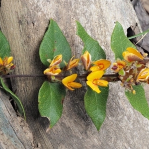 Platylobium montanum subsp. montanum at Cotter River, ACT - 2 Oct 2017