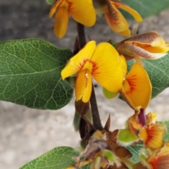 Platylobium montanum subsp. montanum at Cotter River, ACT - 2 Oct 2017