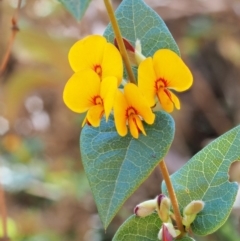 Platylobium montanum subsp. montanum at Cotter River, ACT - 23 Oct 2017