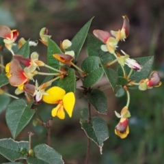 Platylobium montanum subsp. montanum at Cotter River, ACT - 23 Oct 2017