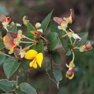 Platylobium montanum subsp. montanum at Cotter River, ACT - 23 Oct 2017