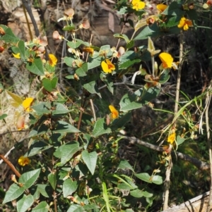 Platylobium montanum subsp. montanum at Cotter River, ACT - 23 Oct 2017