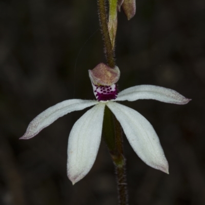 Caladenia cucullata (Lemon Caps) at Gungahlin, ACT - 2 Nov 2017 by DerekC