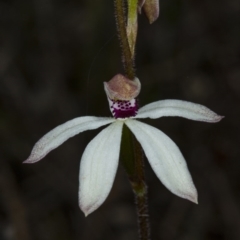 Caladenia cucullata (Lemon Caps) at Gungahlin, ACT - 2 Nov 2017 by DerekC