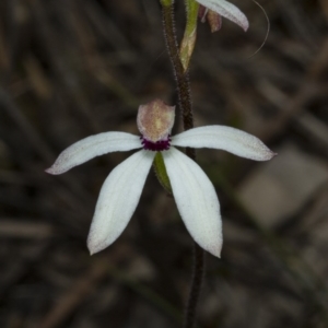 Caladenia cucullata at Gungahlin, ACT - 2 Nov 2017