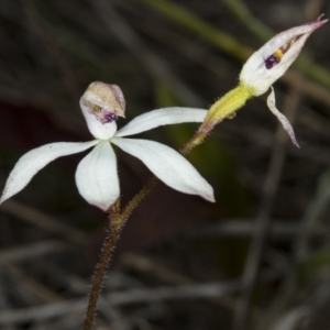 Caladenia cucullata at Gungahlin, ACT - 2 Nov 2017