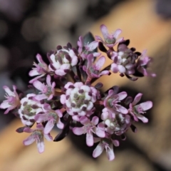 Poranthera microphylla (Small Poranthera) at Cotter River, ACT - 4 Oct 2017 by KenT