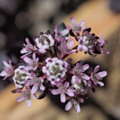 Poranthera microphylla (Small Poranthera) at Cotter River, ACT - 3 Oct 2017 by KenT