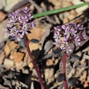 Poranthera microphylla at Cotter River, ACT - 4 Oct 2017