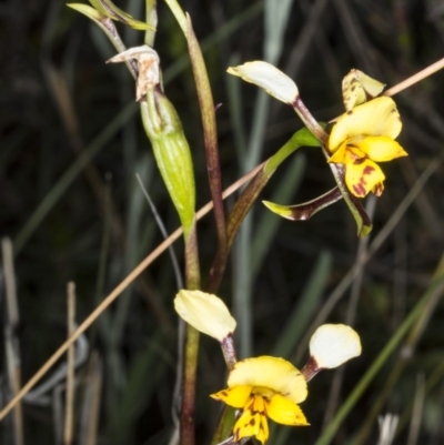 Diuris pardina (Leopard Doubletail) at Gungahlin, ACT - 2 Nov 2017 by DerekC