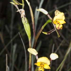 Diuris pardina at Gungahlin, ACT - 2 Nov 2017