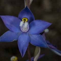 Thelymitra peniculata (Blue Star Sun-orchid) at Gungahlin, ACT - 2 Nov 2017 by DerekC