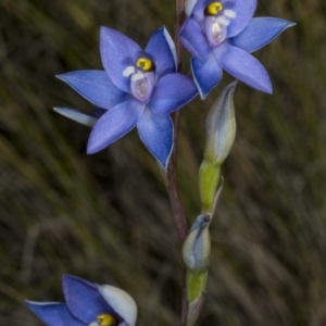 Thelymitra peniculata at Gungahlin, ACT - 2 Nov 2017