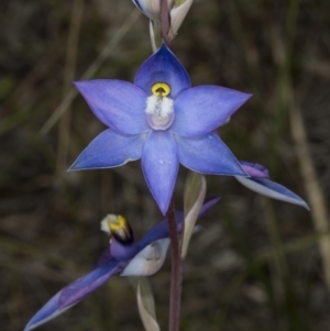 Thelymitra peniculata at Gungahlin, ACT - suppressed