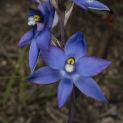 Thelymitra peniculata at Gungahlin, ACT - suppressed