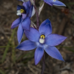 Thelymitra peniculata at Gungahlin, ACT - 2 Nov 2017