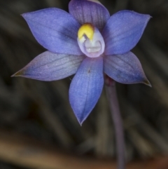 Thelymitra pauciflora (Slender Sun Orchid) at Gungahlin, ACT - 2 Nov 2017 by DerekC