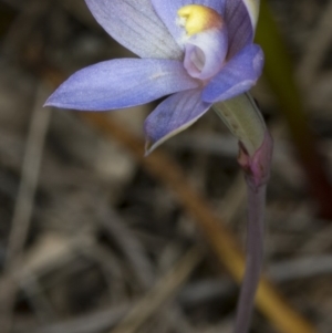 Thelymitra pauciflora at Gungahlin, ACT - suppressed