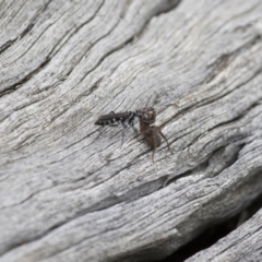 Turneromyia sp. (genus) (Zebra spider wasp) at Illilanga & Baroona - 15 Feb 2015 by Illilanga