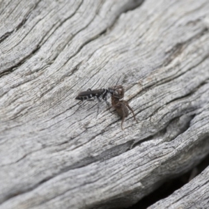 Turneromyia sp. (genus) at Michelago, NSW - 15 Feb 2015 02:51 PM