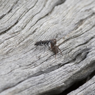 Turneromyia sp. (genus) (Zebra spider wasp) at Illilanga & Baroona - 15 Feb 2015 by Illilanga