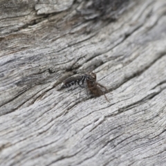 Turneromyia sp. (genus) at Michelago, NSW - 15 Feb 2015 02:51 PM