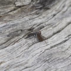 Turneromyia sp. (genus) at Michelago, NSW - 15 Feb 2015