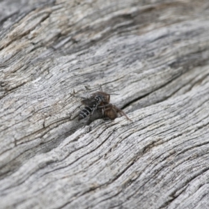 Turneromyia sp. (genus) at Michelago, NSW - 15 Feb 2015 02:51 PM