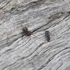 Turneromyia sp. (genus) at Michelago, NSW - 15 Feb 2015 02:51 PM