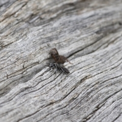 Turneromyia sp. (genus) at Michelago, NSW - 15 Feb 2015 02:51 PM