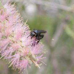 Scoliidae sp. (family) (Unidentified Hairy Flower Wasp) at Illilanga & Baroona - 1 Feb 2015 by Illilanga