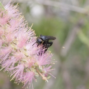 Scoliidae sp. (family) at Michelago, NSW - 1 Feb 2015