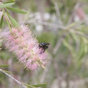 Scoliidae (family) at Michelago, NSW - 1 Feb 2015 12:53 PM