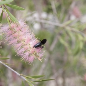 Scoliidae (family) at Michelago, NSW - 1 Feb 2015 12:53 PM