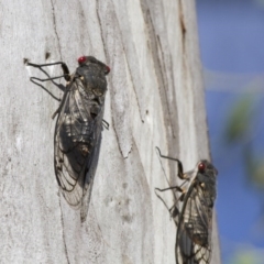 Psaltoda moerens (Redeye cicada) at Illilanga & Baroona - 7 Dec 2014 by Illilanga