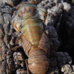 Psaltoda moerens (Redeye cicada) at Illilanga & Baroona - 11 Dec 2009 by Illilanga
