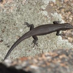 Egernia saxatilis (Black Rock Skink) at Cotter River, ACT - 17 Jan 2009 by Illilanga